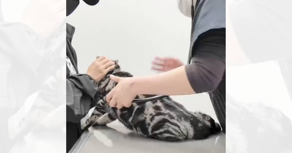 動物病院で検診を頑張った猫→先生が離れたすきにとった行動が…『飼い主への信頼感』が尊すぎると1万8000いいね「よく頑張った」「可愛い」