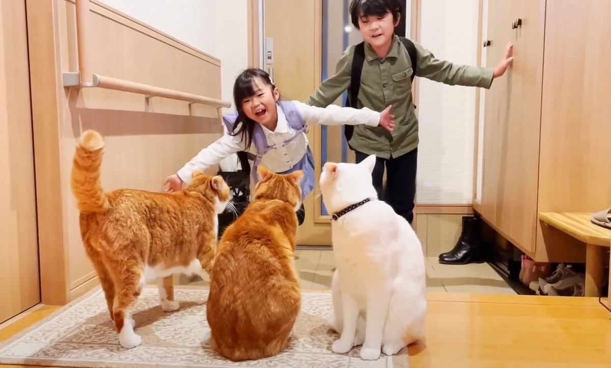 猫が『5日ぶりに帰宅した子供』と再会したら…感動的すぎる『おかえり』の様子が7万8000再生「家族っていいね」「きゅんきゅんした」