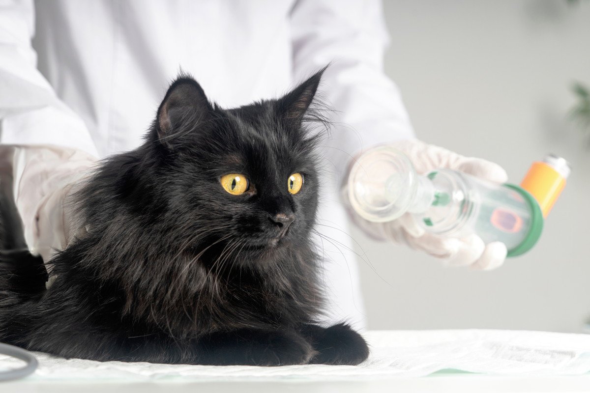 猫も「喘息」にかかるって知ってますか？4つの症状と治療法を徹底解説