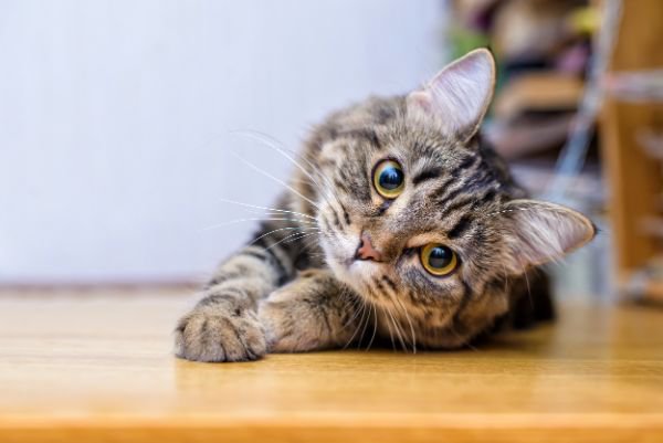 猫にまつわることわざ・慣用句集！有名な日本のものから海外まで