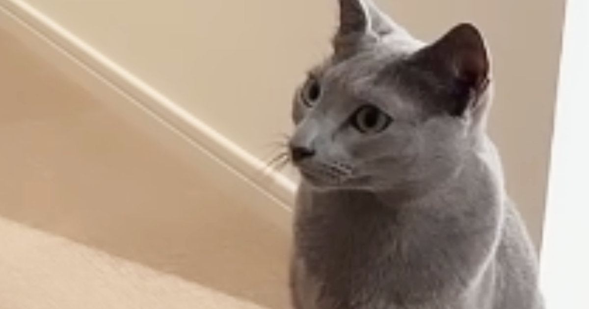 廊下に座っていた猫たち→パパの『鼻歌』が聞こえてきた結果…まさかの反応が21万再生「怖すぎたｗｗ」「笑いが止まらないｗ」と爆笑の声