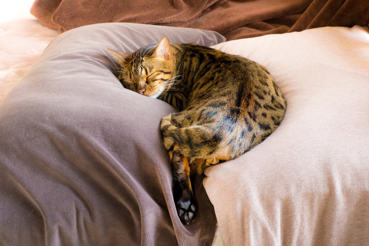 猫が信頼している人にみせる『寝相』5つ　無防備な姿に隠された心理とは