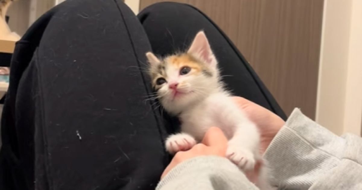 膝の上にいる三毛子猫のお腹を撫でていたら…まさかの『天使すぎる瞬間』に"悶絶"3万いいね「幸せな時間だね」「可愛くて癒された」