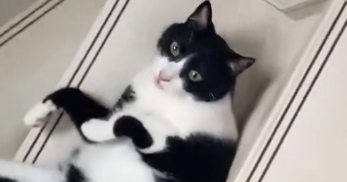 階段で『出待ち』していたネコ…飼い主が通り過ぎた瞬間に始まった『まさかの遊び』に２万いいね「可愛すぎるｗ」「どうみても液体」
