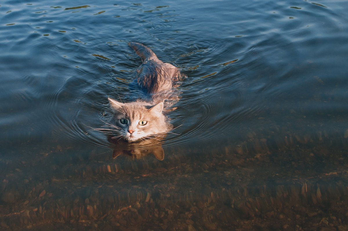 ハリケーンによる大洪水で流された愛猫　9つの命を使い果たし、自力で戻ってきた！米国