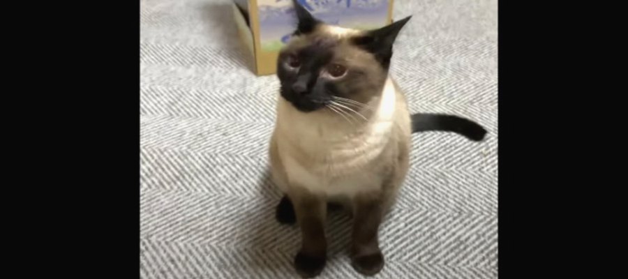 騙された猫ちゃん、正解発表後もおもちゃを探し続ける！？