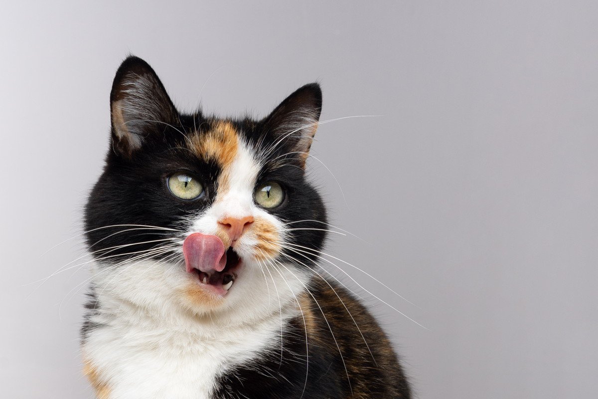 猫が自分の『鼻を舐めている』3つの理由　不安を抱えているかも？考えられる心理を解説