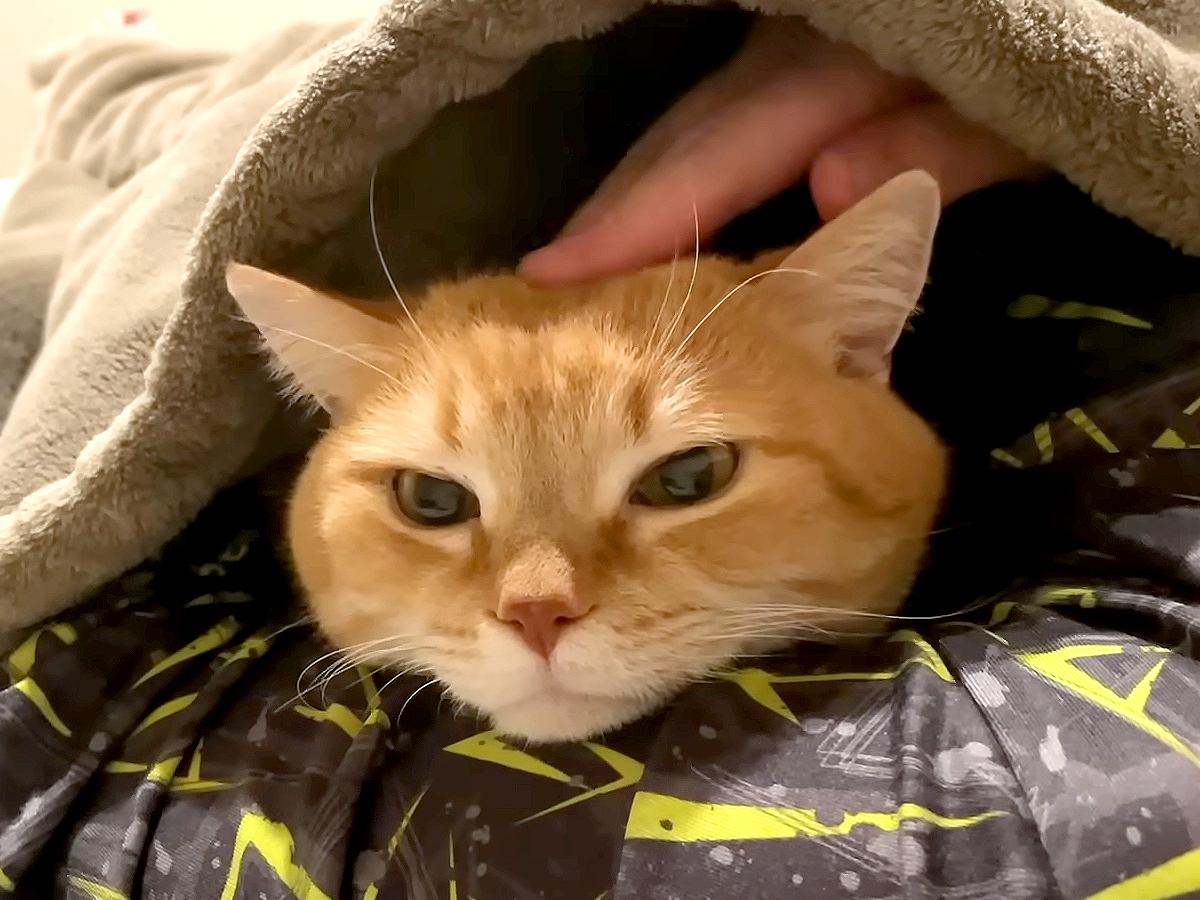 急に寒くなったので、夏用寝具のまま寝た結果→ネコが寄り添ってくれたのに…思いもよらない『切ないオチ』が話題「毛布に心惹かれたのかな」