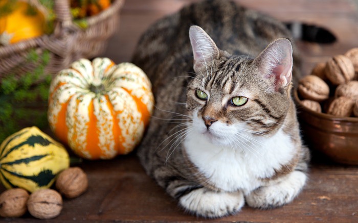 猫はくるみを食べても大丈夫？リスクや食べた時の対処法