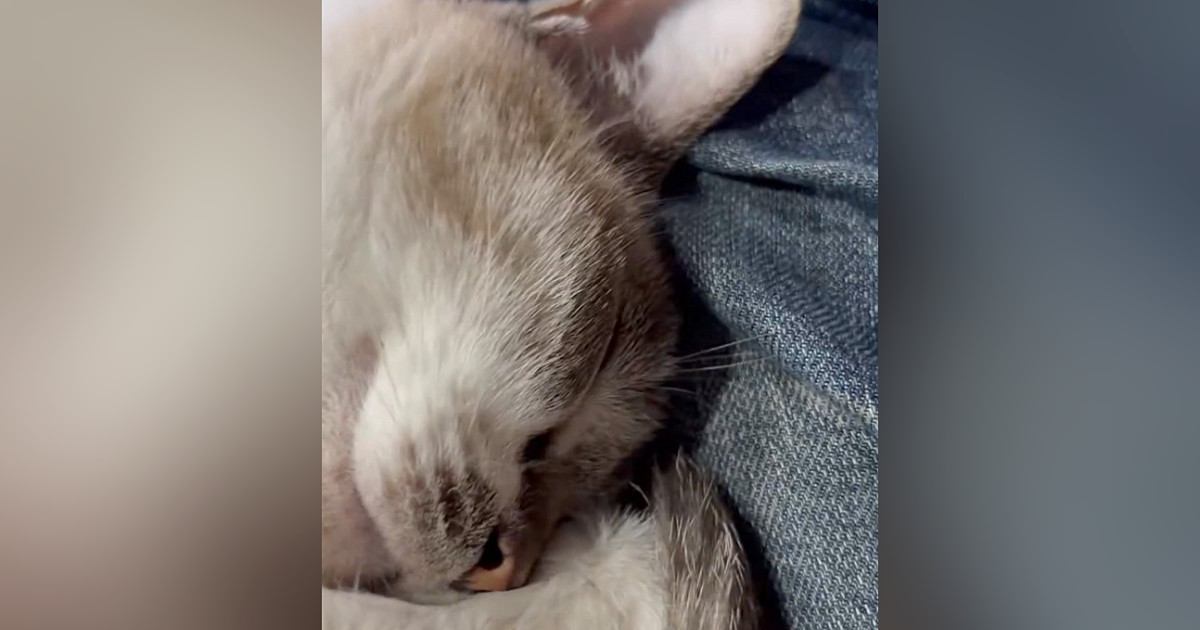 ソファでくつろいでいたら、膝の上でネコが…思わず笑みがこぼれる『尊い瞬間』に２万いいね「ボリュームあげた」「羨ましいけど緊急事態ｗ」