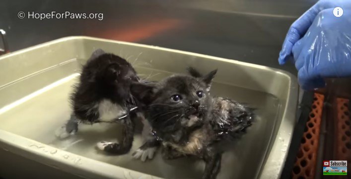 母猫が交通事故死…残された4匹の子猫たちを保護 