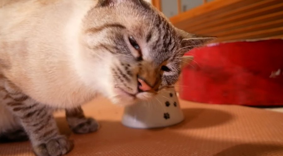 初めての牛肉！気になる猫ちゃんの反応は？