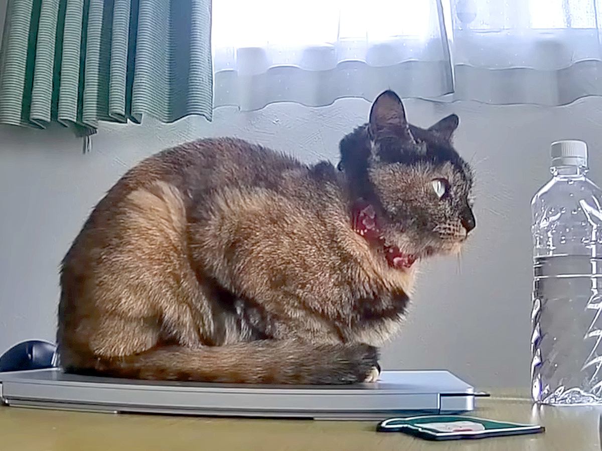 お留守番中のネコ２匹→ペットカメラで様子を確認したら…突然見せた『驚きの光景』に反響「お行儀よくしてるのが可愛い」「笑ったｗ」