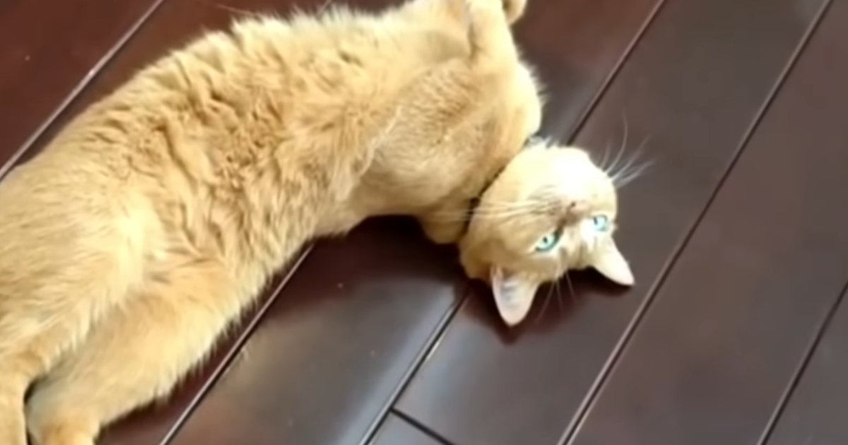 保護猫と暮らし始めて５年→『新築でピカピカだった家』が……変化した『家の様子』に反響「家も成長していくねｗ」「ほっこりｗ」と14万再生