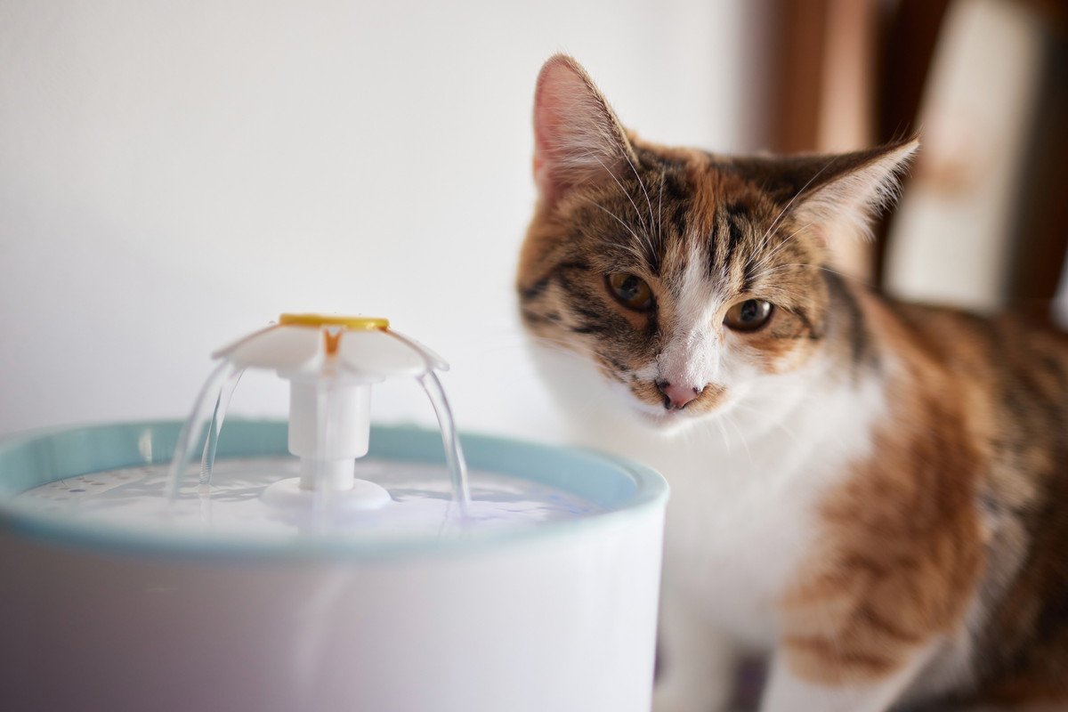 猫が『水分不足』になっているサイン4つ　見逃せない理由から取るべき対処法