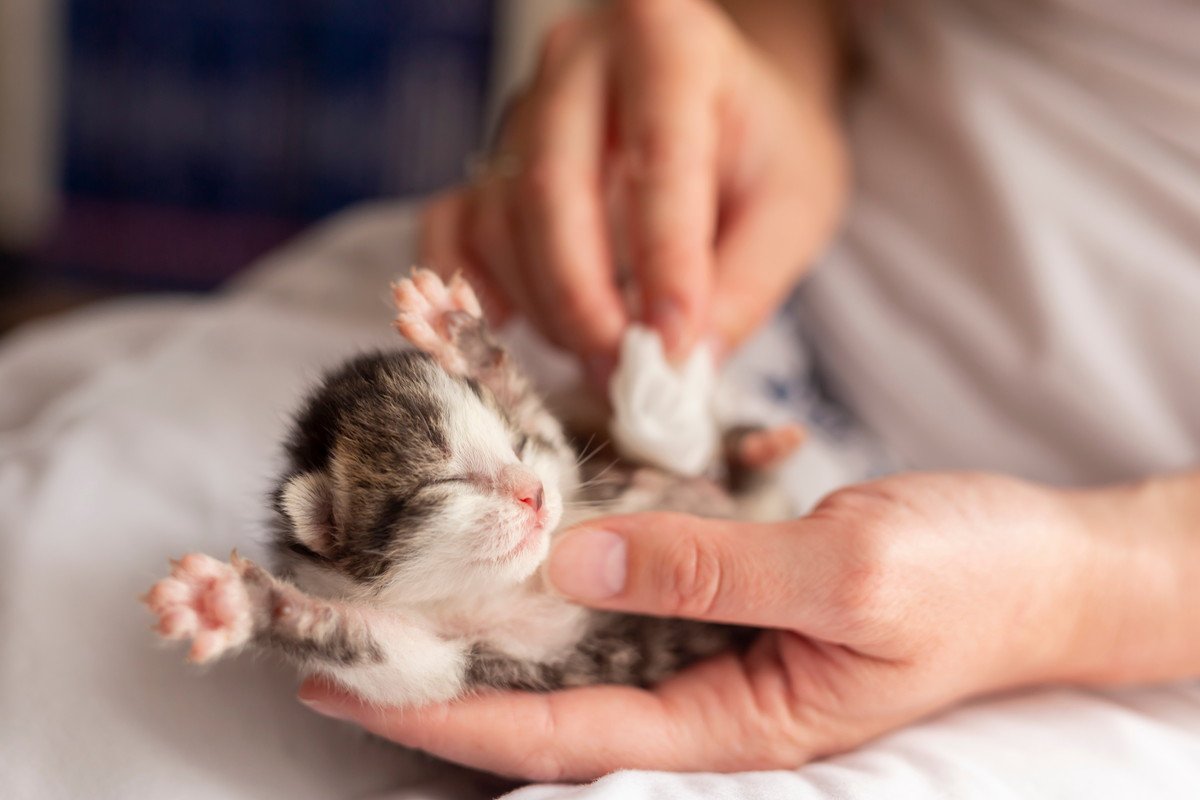 『子猫を保護したら』やるべき3つのこと　体調が急変しやすい幼齢期の猫、気をつけるべきことは