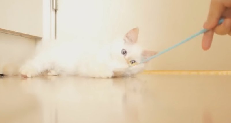 子猫も夢中♡猫の心を掴んで離さないオモチャはやっぱりコレだった！