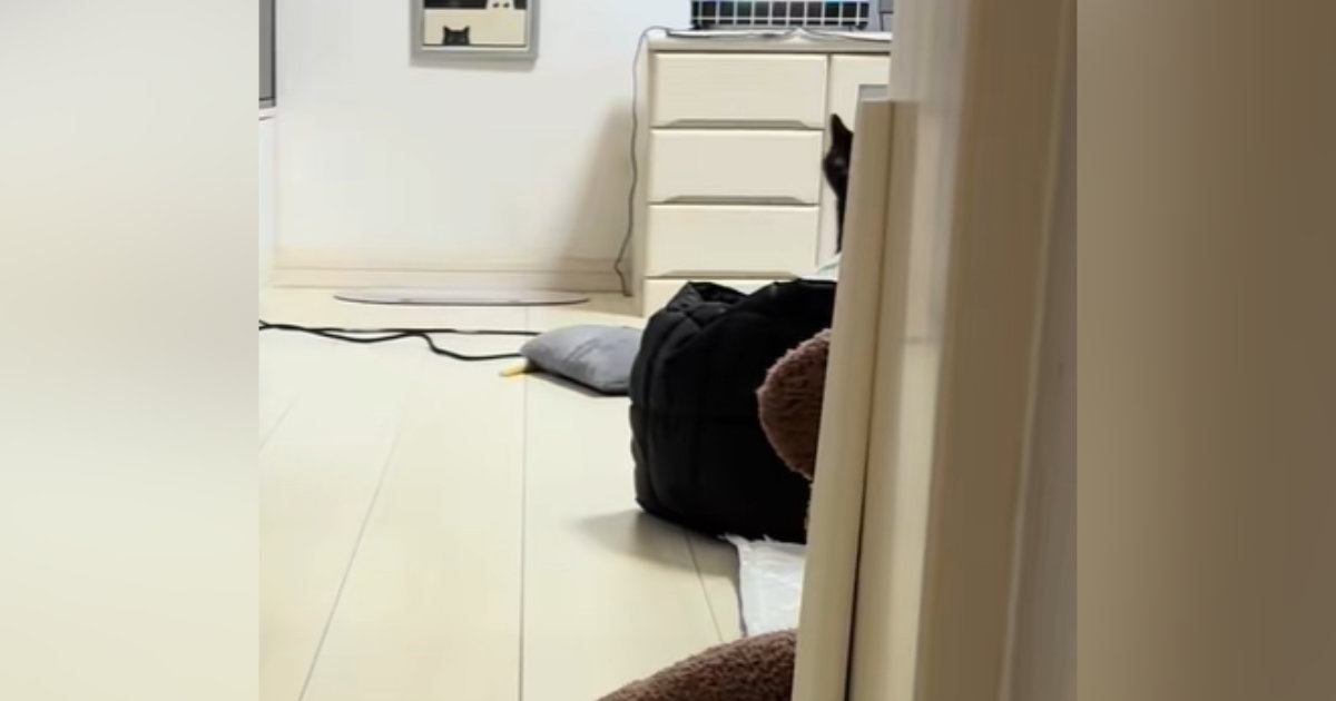 部屋の奥のほうにいた猫→名前を呼んだら『すぐに反応』して…キュンとくる光景に2万いいね「ステップが軽やかｗ」「なんですかーってｗ」