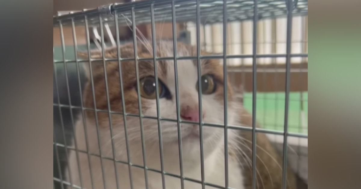 毎日庭にやってくる野良猫を保護→1匹の先住猫を好きになって…心温まる『素敵な物語』が102万再生「なんて優しいお話」「本当に感動した」