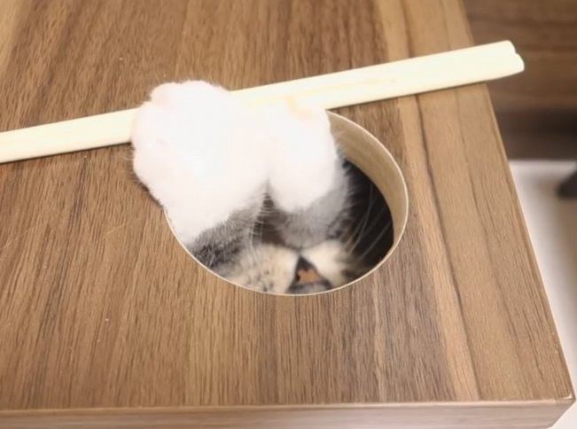 丸穴から覗く猫の顔…隙間から獲物を狙う！