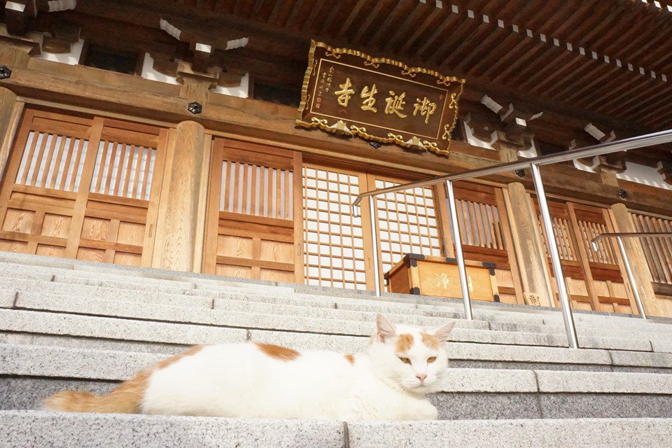 福井の猫寺『御誕生寺』猫好きさんが集まるその訳とは？