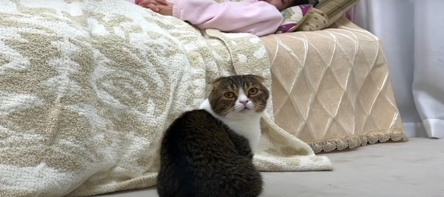 飼い主さんを起こしたい父猫さん！巻き込まれた息子猫くん