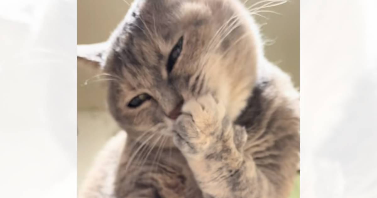一生懸命『毛づくろいする猫』を撮影していたら、突然…予想外の行動が笑撃的すぎると66万再生「目がガチｗ」「想像以上だったｗ」