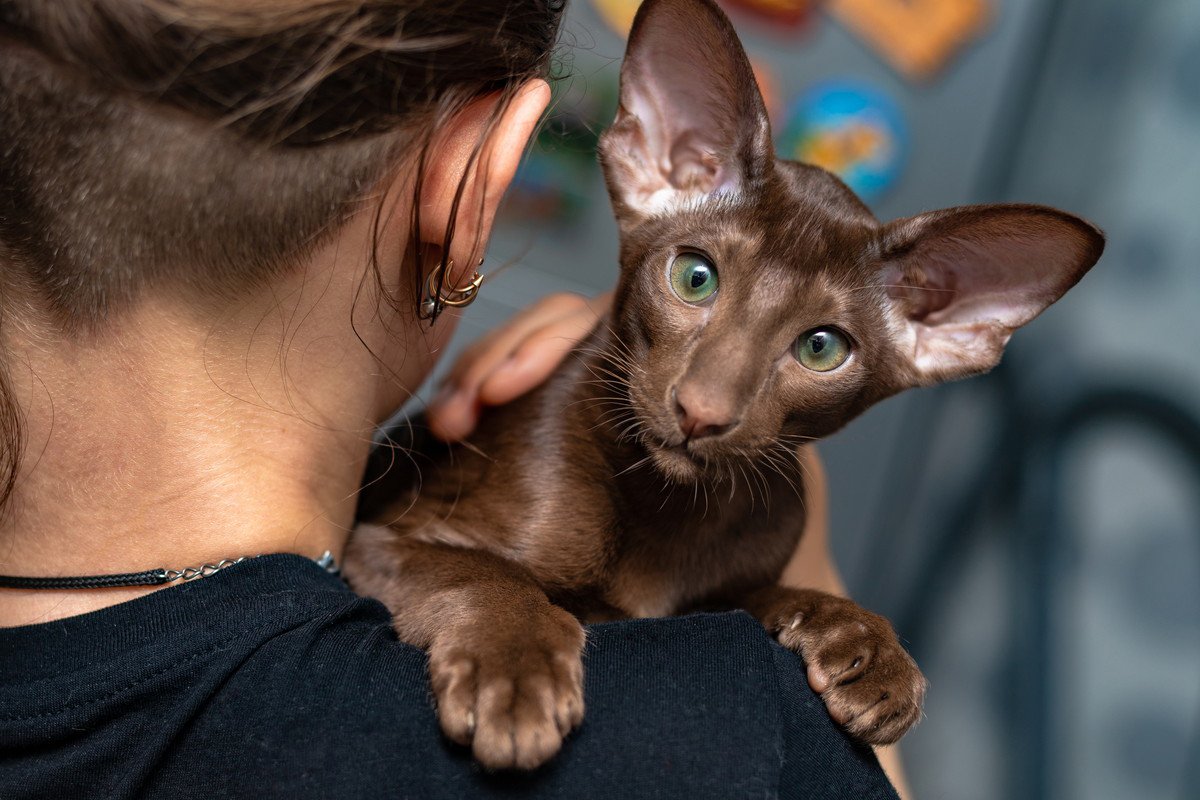 『オリエンタル』ってどんな猫？エキゾチックな雰囲気のこの猫種の特徴や魅力をご紹介