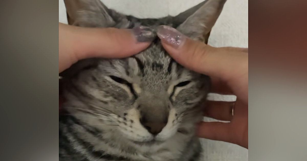キリッとした顔立ちの猫→お顔を優しく撫でてみると…『まさかの光景』に「主張強めで笑ったｗ」「めっちゃ凛々しいｗ」と笑ってしまう人が続出
