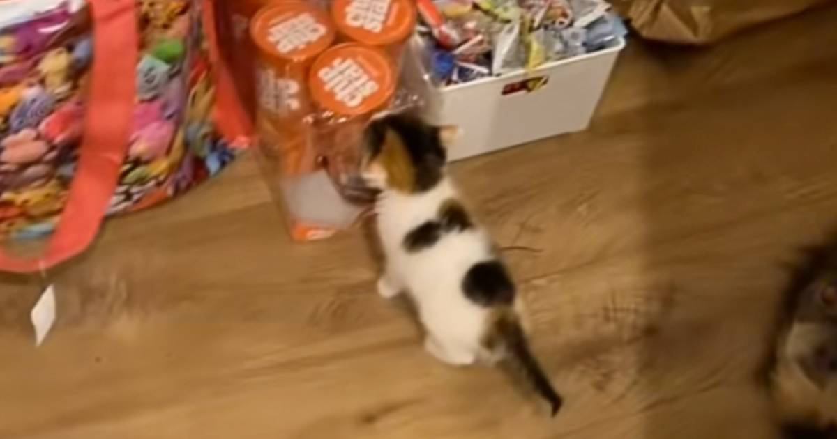 キッチンから音がすると思ったら、ポテチの前で赤ちゃん猫が…名前を呼んでみると→悶絶必至の反応が77万再生「可愛すぎ」「なにもしてにゃｗ」