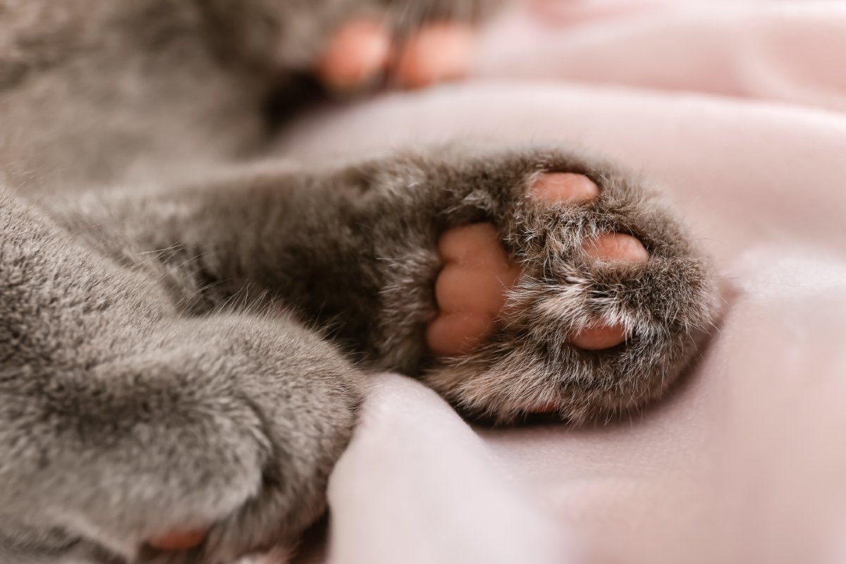 猫の『肉球の色』をみれば性格が分かる？4つのカラーごとの傾向や毛色との関連性まで