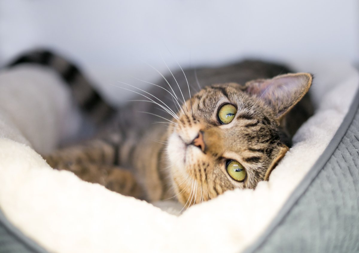 猫と『一緒に寝ない』ことを選ぶメリット5つ　トラブル予防につながる理由や寝る場所を分けるコツ