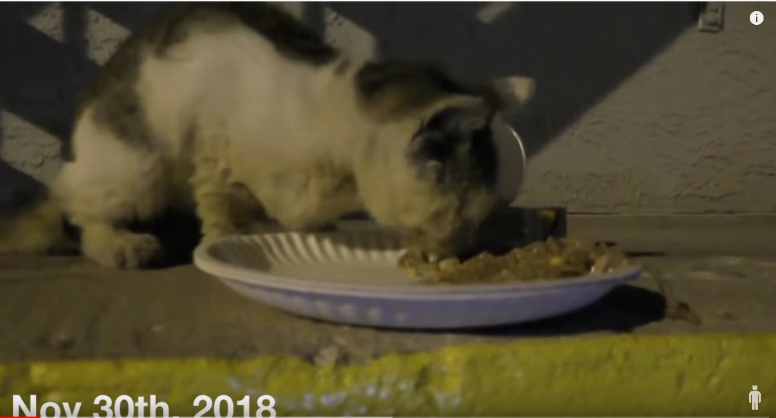 捨て猫の大変身ストーリー！感染症にかかり目も開けられなかった猫たちが…