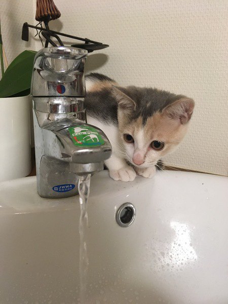 水遊びが好きな猫と嫌いな猫の違い４つ