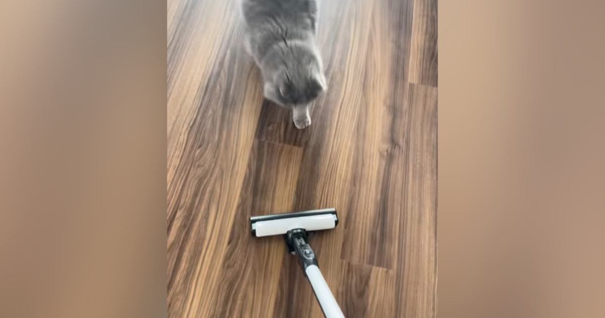 掃除機をかけると近づいてきた猫→ヘッドにぴったりと抱き着いて…笑ってしまう行動が31万再生「モップかなｗ」「ええ～かわいいｗ」