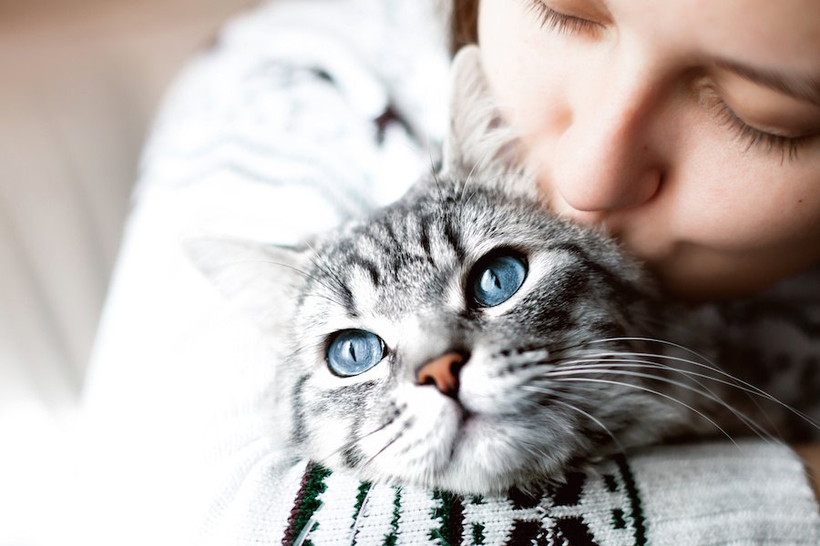 猫という生き物について