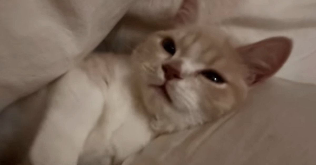 布団の間でくつろぐ子猫→口元が動いたかと思ったら、次の瞬間…『尊すぎる光景』が10万再生「つい見続けちゃうｗ」「ナイスタイミングｗ」