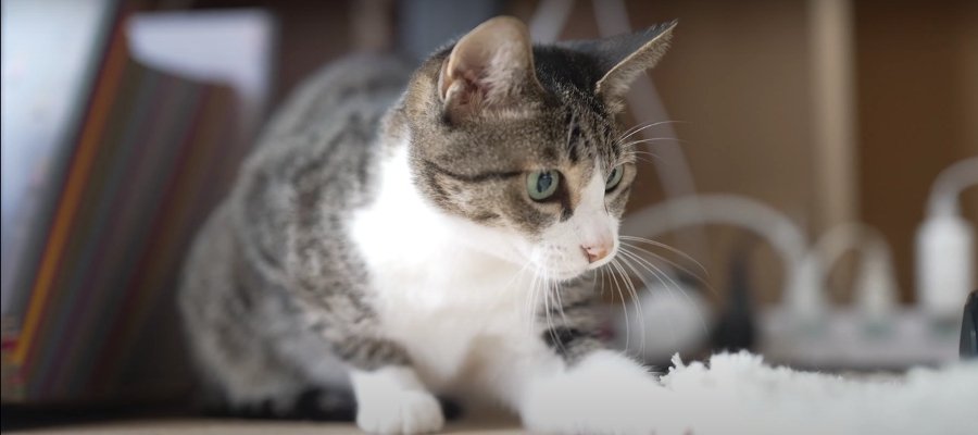 踊るにゃんこと見るにゃんこ♡見てるだけでも高まる気持ち