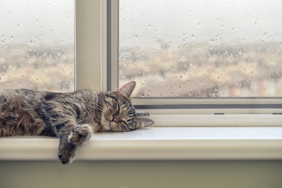 猫が『雨の日』によく眠るのはなぜ？3つの理由