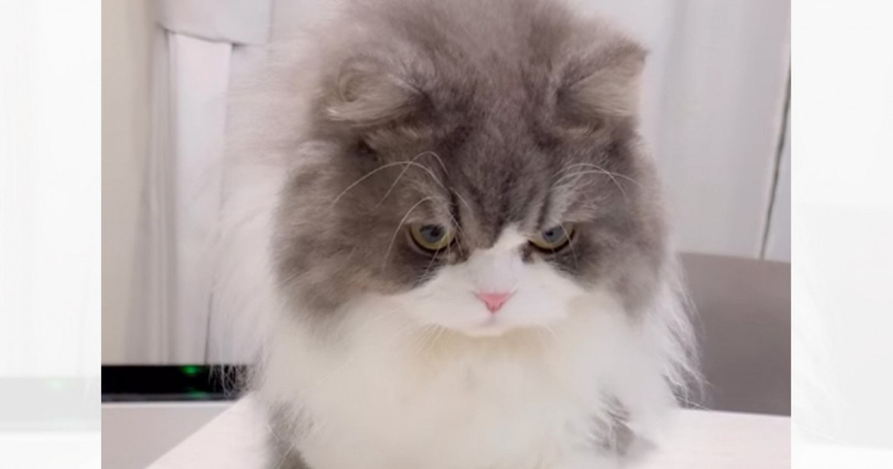 見慣れないケーキの容器を前に、猫が……あまりにも『可愛すぎる反応』に「大爆笑したｗ」「自分から触りに行くくせにｗ」と笑顔になる人が続出