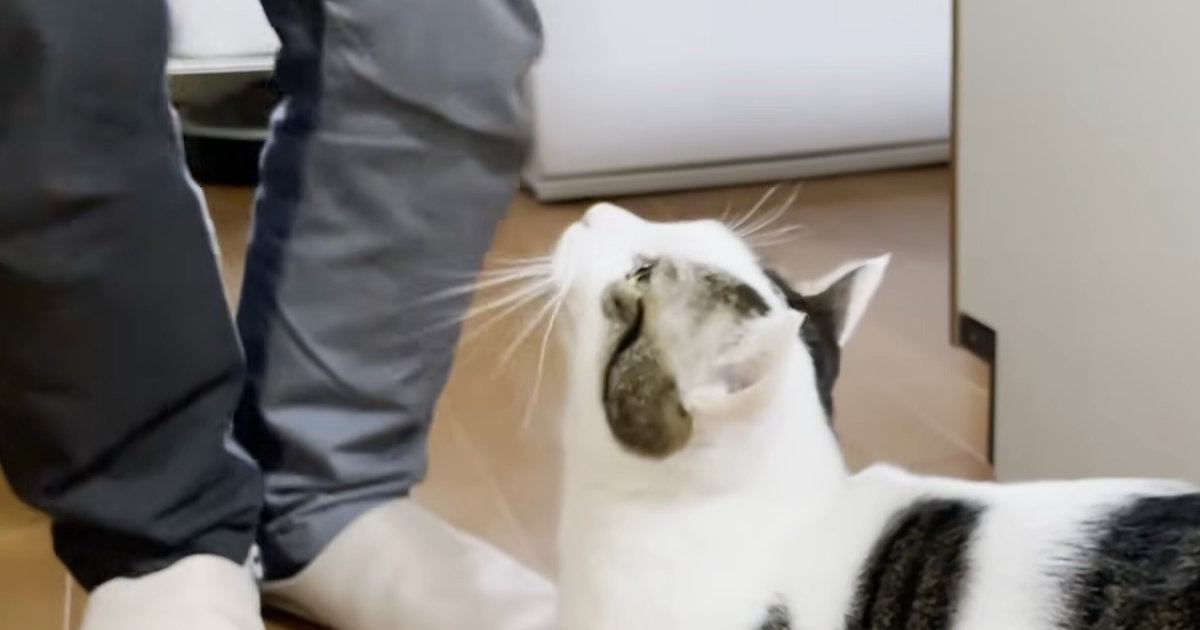 大好きなお父さんが2日ぶりに帰ってきたら…猫が見せた『可愛すぎる反応』が37万再生「ほんまに尊い」「大きくなっても赤ちゃんだねｗ」