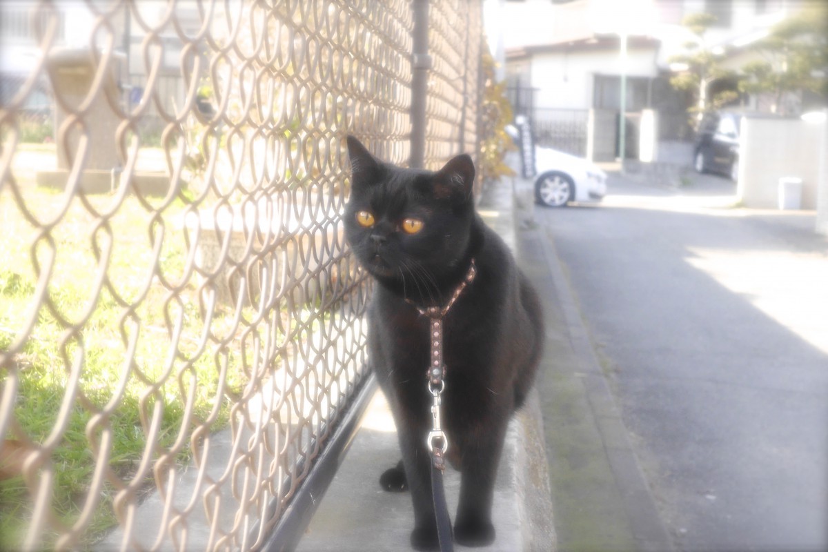 瞳が綺麗な黒猫ボンベイの里親になったお話