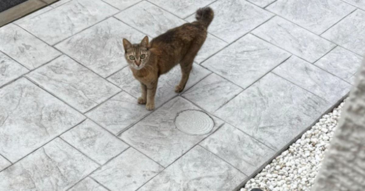 『さすがに、2匹は飼えない』捨てられた猫と出会った結果→家の前で『出待ち』していて…涙あふれる展開が27万再生「泣けるなぁ」「素敵」