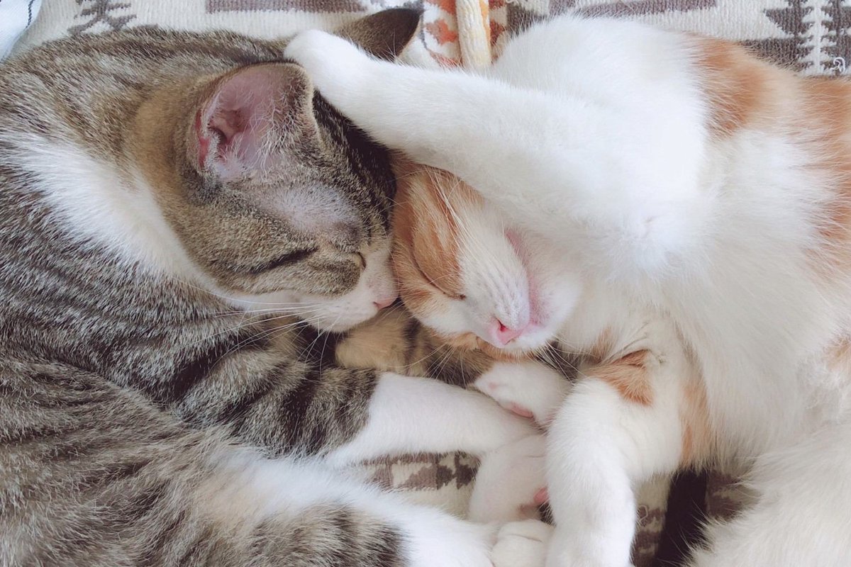 猫の「仲良し」姿がかわいい♡写真60連発！
