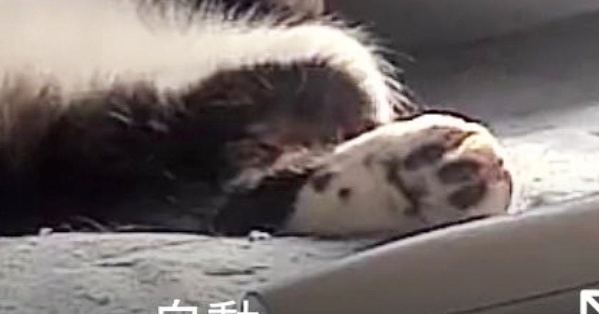 『猫、何してるかな』とペットカメラを覗いたら…まさかの光景に36万いいね「殿っぽい格好してるｗ」「声出して笑ったｗ」と爆笑の声続出