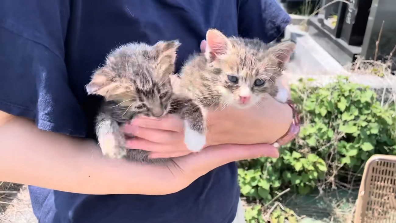 炎天下の中、お墓に捨てられていた子猫たち…幸せあふれる結末に涙が止まらないと23万3000再生「感謝でいっぱい」「優しさに感動」