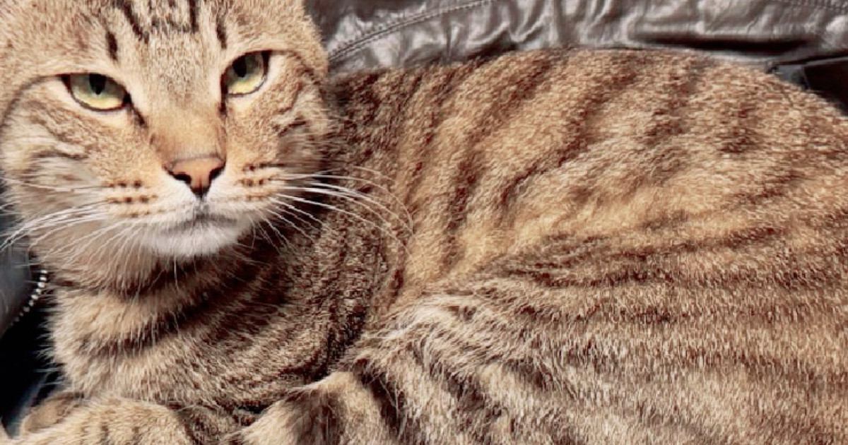 連休中、大好きな家族が帰省して『大喜びの猫』→別れの時がくると……「泣いちゃう」「切なすぎる」胸を打つ光景に２万いいね「顔に出てるね」