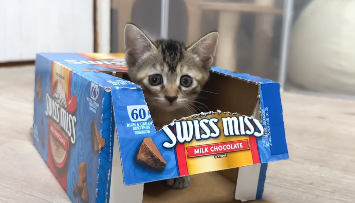 遊び疲れた子猫が『膝の上』へとやってくると……あまりにも"天使すぎる姿"に癒される人続出「かっわいいなあ」「ニンマリした」