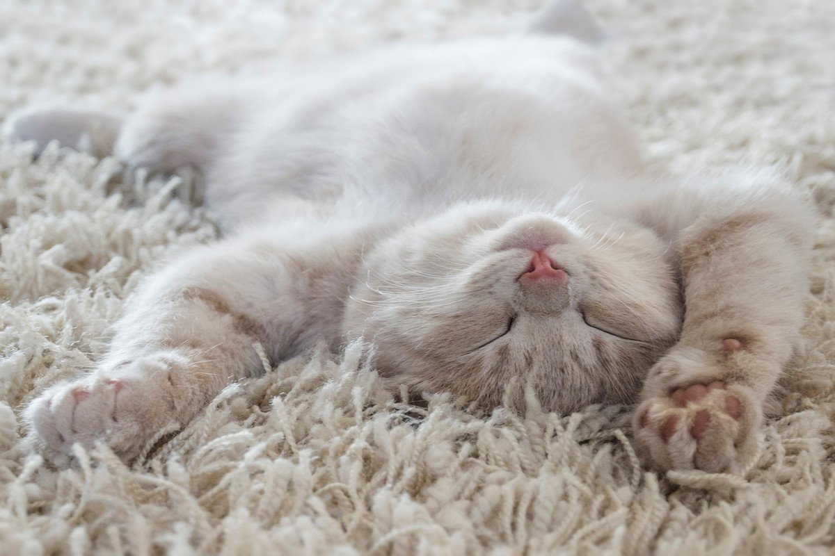 猫が『新しい敷物』に惹かれる3つの心理　どんな目的があるの？夢中になる理由とは