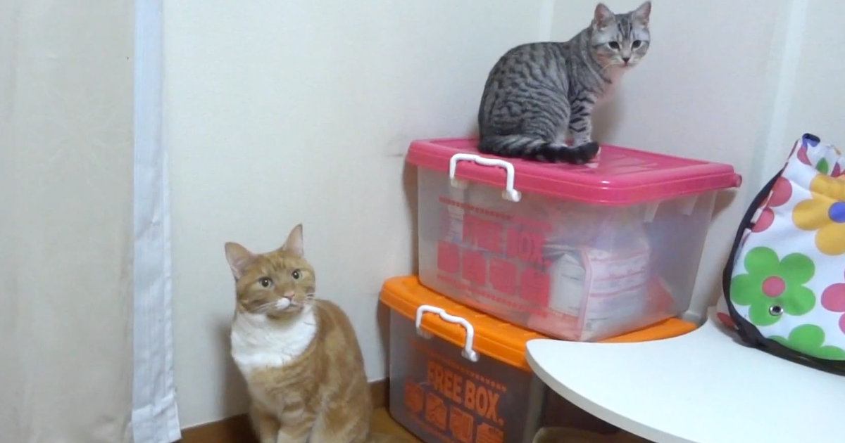 同じ場所にいる2匹の猫→『それぞれの名前』を呼んでみた結果…賢すぎる『完璧なリアクション』が56万再生「声がかわゆいｗｗ」「天才」